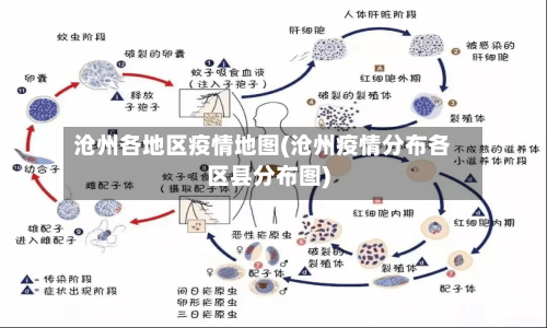 沧州各地区疫情地图(沧州疫情分布各区县分布图)
